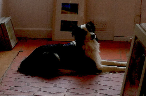 Writer, Dog Walker, Movie Watcher