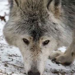 ries1950's profile picture. Schrijver,dichter,op zoek naar een uitgever Spirituele zoeker, veel al gevonden maar.... Schilder, op mijn manier,alles doener op spiritueel gebied van a tot z,