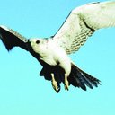 الطائر الحر (@0554594766) Twitter