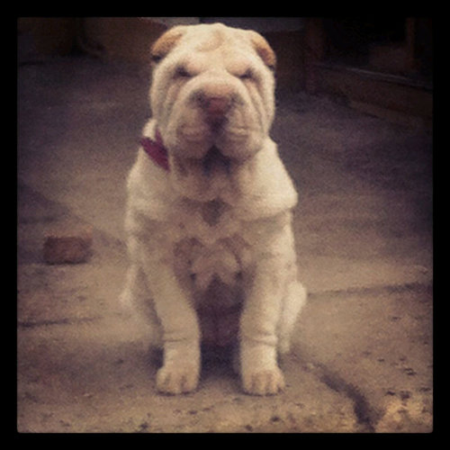 caritocruzada's profile picture. No estoy sola, estoy conmigo.
Cletera, tejedora compulsiva, cruzada de corazón y maniática de la ortografía.
Ser feliz es mi elección.