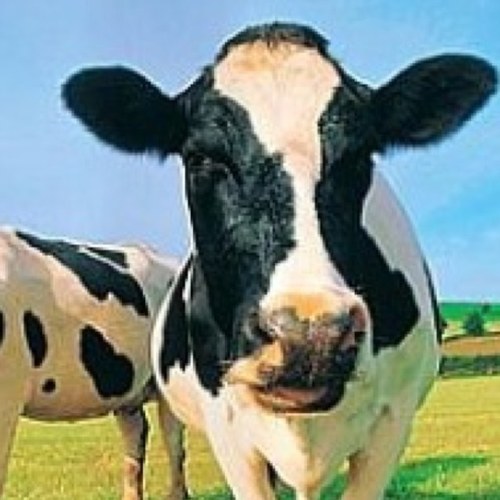 fresnoproblems's profile picture. The best little city in the USA... What?