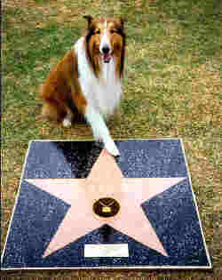 OpDogVote's profile picture. Campaigning for fairer votes, dog walker, Lassie fan