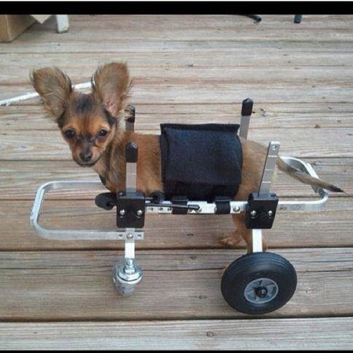 shwoopdaddy's profile picture. FOLLOW A REAL NIGGA JU HEARDDDD