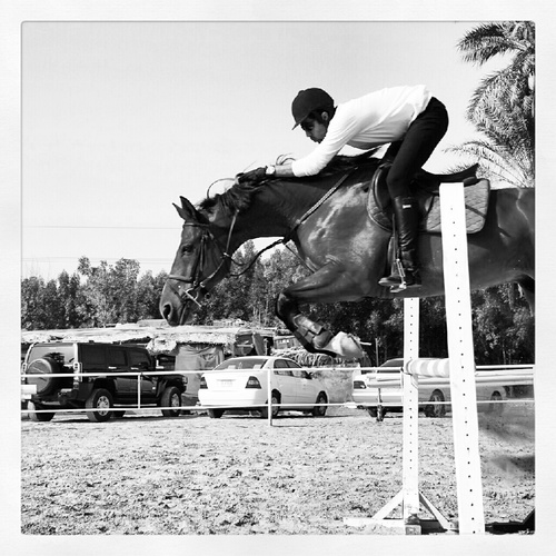Senior HR Officer 
Pro. Horse rider & trainer
