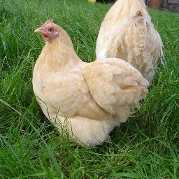Supplier of rare breed day-old chicks and hatching eggs.