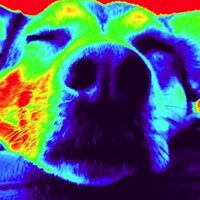 JEN (@moseldogs) 's Twitter Profile