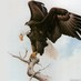 ozgur yoldas (@ozgurxl) Twitter profile photo