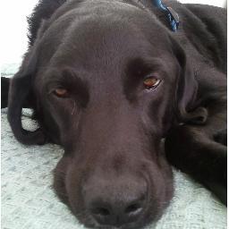 DoctorTheDog's profile picture. I'm grouchy. Unless you have a meatball. Give me a goddamn meatball.