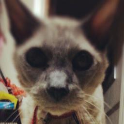 Spycat is watching