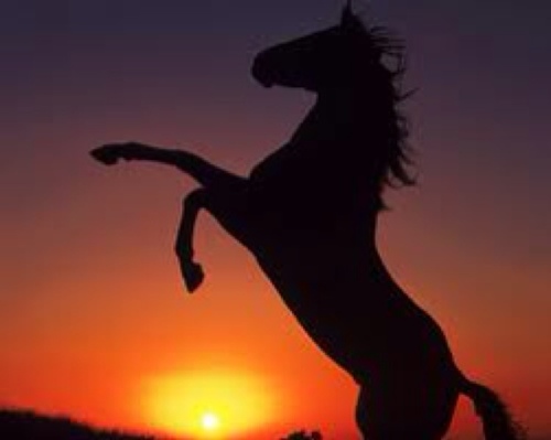 wealllovehorses's profile picture. Hou jij ook zo van paarden? Heb je een paard? Verzorg je paarden? Of vind je paarden leuke dieren? Volg ons dan ;)