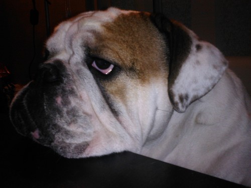 Fan de Bulldog anglais