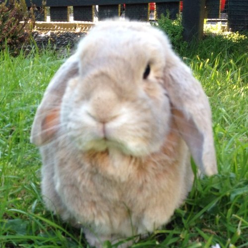 Love Carrots, Cuddles and Snoozes xx 8 1/2 yr old loved bunny. Crossed over the Rainbow Bridge 13/02/15. We will never forget you xx