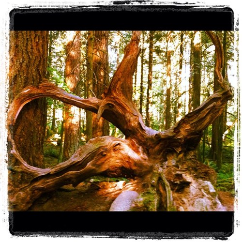 CoralAshe's profile picture. 