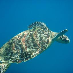 snorkelbvi's profile picture. Looking for the best snorkel sights the BVI has to offer? Caribbean Images Tours will take you to the reefs only accessible by boat W/ our BVI Adventure Tours.