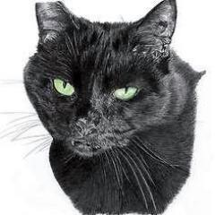 I am Matt's Cat, Tiki. I scratched his face once. Oops...
