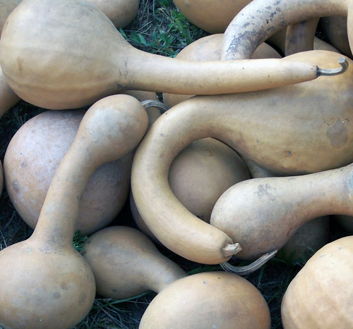 _TheGourd_'s profile picture. I'm an anonymous person called Brian Cohen. #followthegourd