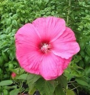 DBlanch918's profile picture. Wife, mother, grandmother, retired teacher & political junkie.               GH & Y&R fan. (I block all aggressive political & stupid replies!)