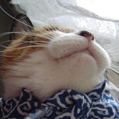 miraclesubuta's profile image