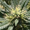 Paul ochoa - @Stockton_herbal - Twitter