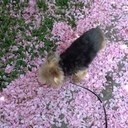 Florence Baylor - @bluflou - Twitter