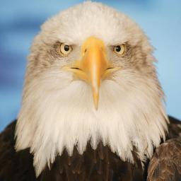 P_Stresino's profile picture. Traffic Engineer - IDOT - PTOE -
Eagle Scout - APO - Boilermaker