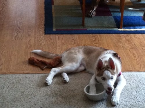 centyfish's profile picture. 