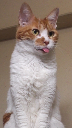 最近、飼いはじめたデグーとシンガーソングレスラー「ハヤブサ」に夢中です！！
夢は海のきれいな島で暮らすこと…
