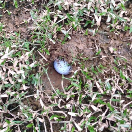 GolfProblems's profile picture. Sinkin' putts, nailin' sluts. #GolfProblems