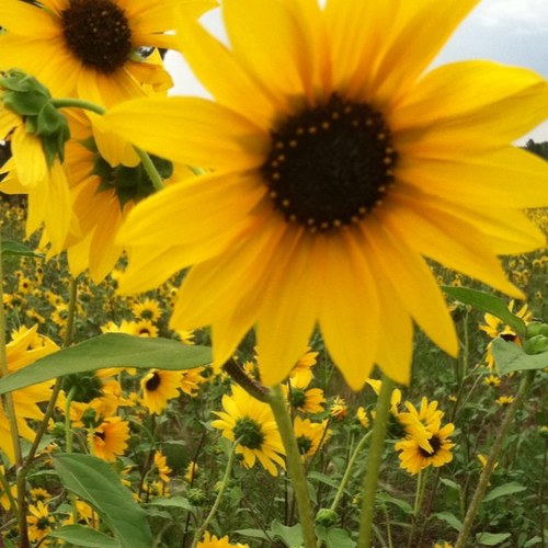 rachelsvg777's profile picture. 