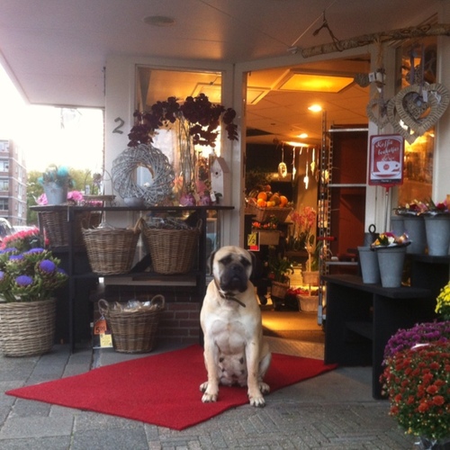 Bloembinderij Niek Schaper. Trendy boeketten en mooie snijbloemen.Lid van Fleurop. Koningshoek Maassluis🌺