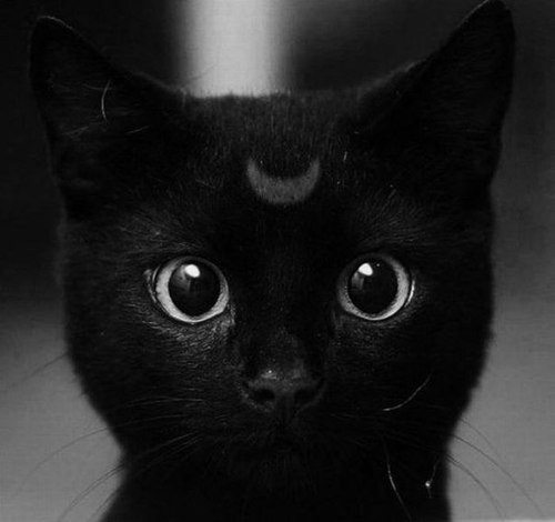 Di_Larina's profile picture. 