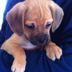 Hundespiele's profile picture. Alles rund um den Puggle Hund, Beagle Mops Mix, Informationen, Erfahrungsberichte,Pflege, Erziehung,  Züchter, Welpen und vieles mehr