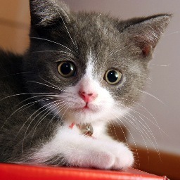 kedst3r's profile picture. 