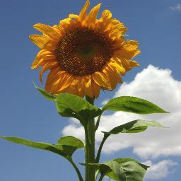 Soltanto una cosa rende impossibile un sogno: la paura di fallire. Paulo Coelho