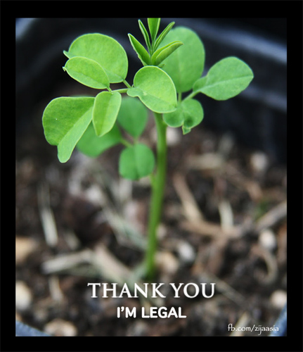 Thank you moringa oleifera I'm Legal