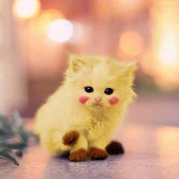 i m Love all True Person
