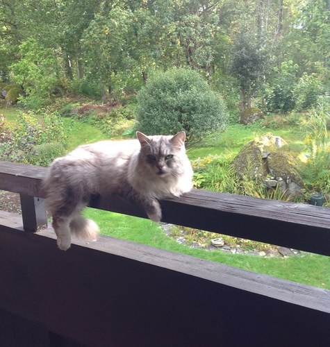 rushNr1's profile picture. 