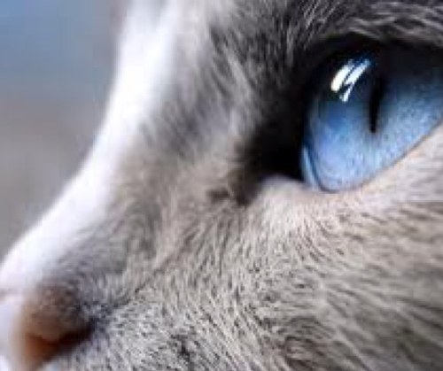 Everything feline.  Daily cat facts and fun.