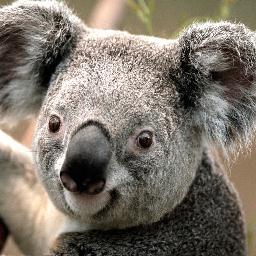 sermormosf's profile picture. 