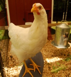 KateMaracle's profile picture. Who you callin' chicken?