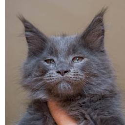 maineperlablu's profile picture. Allevamento riconosciuto.