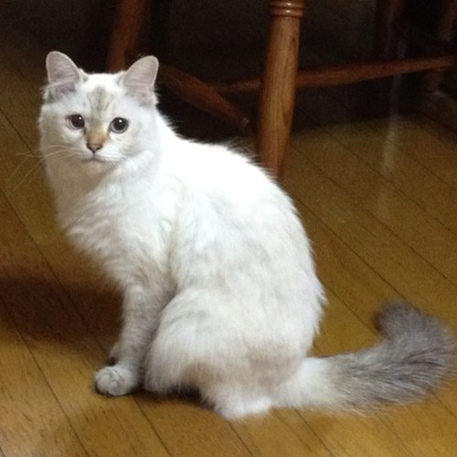 3y＆1y子育て奮闘中🔥動物の動画にいつも癒されてます。特に猫が大好物🐱❤️ぬこは世界を救う。