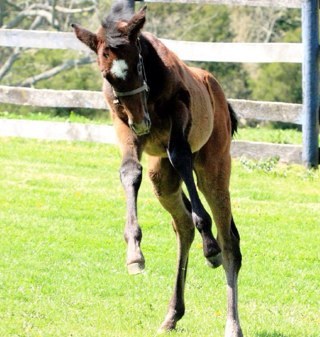 Thoroughbred breeder, Kentucky farm