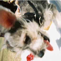 Laskolicious's profile picture. 