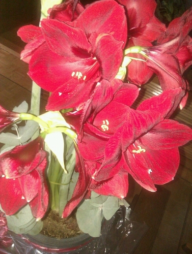 karmn27's profile picture. amarilis, violeta africana....