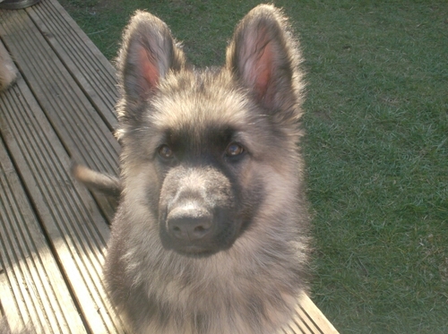 DYLAWESOME's profile picture. dont send me chain messages