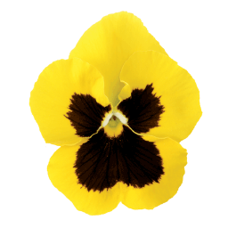 STLTHETA's profile picture. St. Louis Alumnae Chapter of Kappa Alpha Theta