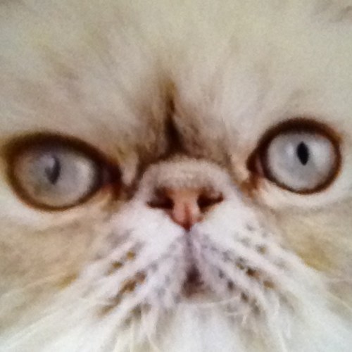 a curious feline with acute #cuteaggression syndrome