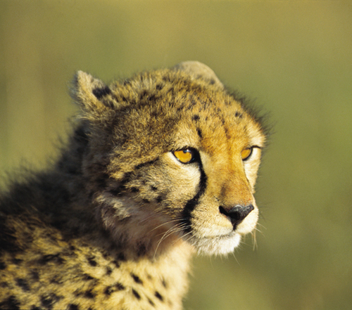 BasecampExpl's profile picture. Basecamp Explorer operates a network of destination in Kenya, India, Spitsbergen and the Pyrenees with focus on responsible tourism.