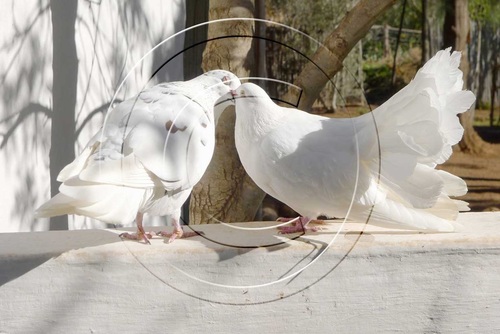 TemenosRetreat's profile picture. Temenos is the perfect choice when you need to re-discover yourself.
A destination of exceptional beauty and tranquility await you.